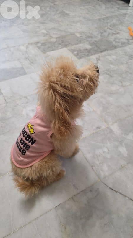Maltipoo Puppy 6 months 2