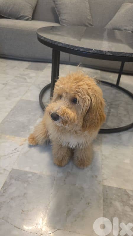Maltipoo Puppy 6 months 0