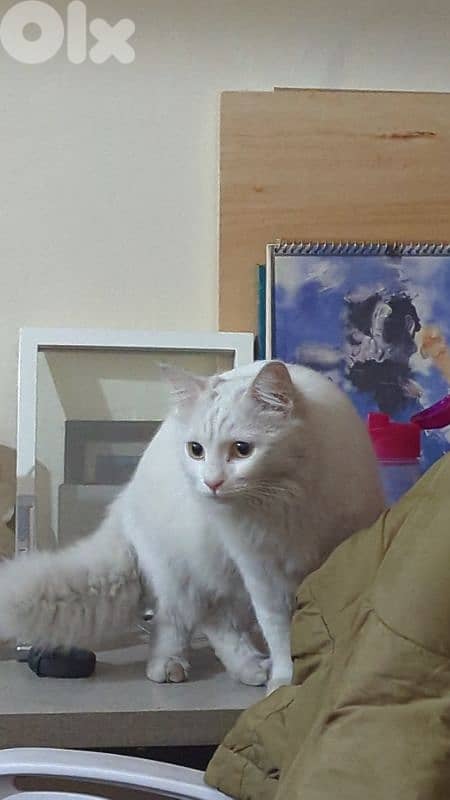Turkish angora 0