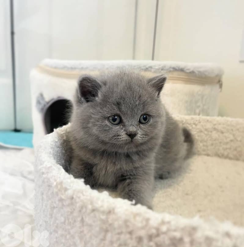 pure british shorthair kitten HIGH QUALITY 1