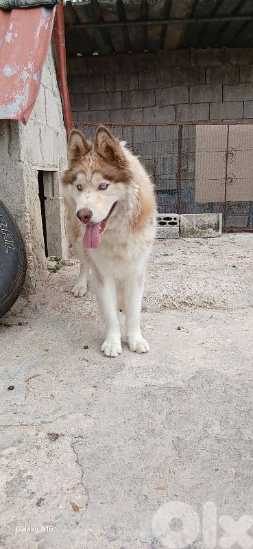 sebarian husky 0