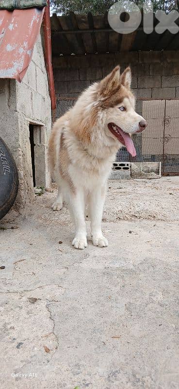 sebarian husky 1