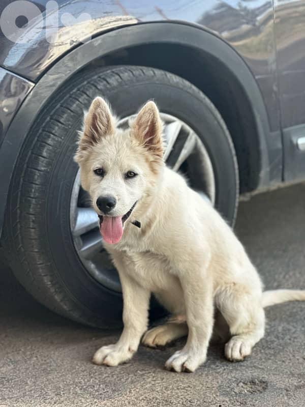 swiss shepherd 0