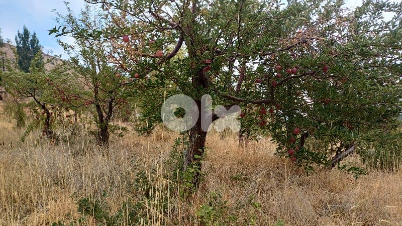 lands for sale in tannourine أرض للبيع في تنورين 0
