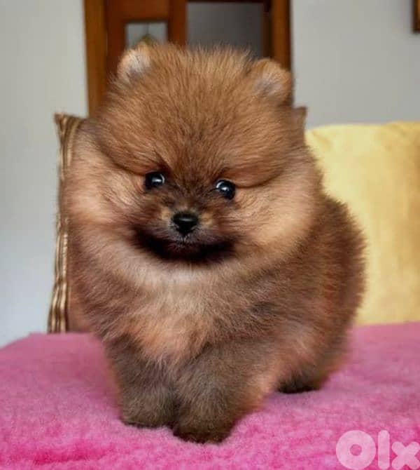 pomeranian teacup 0