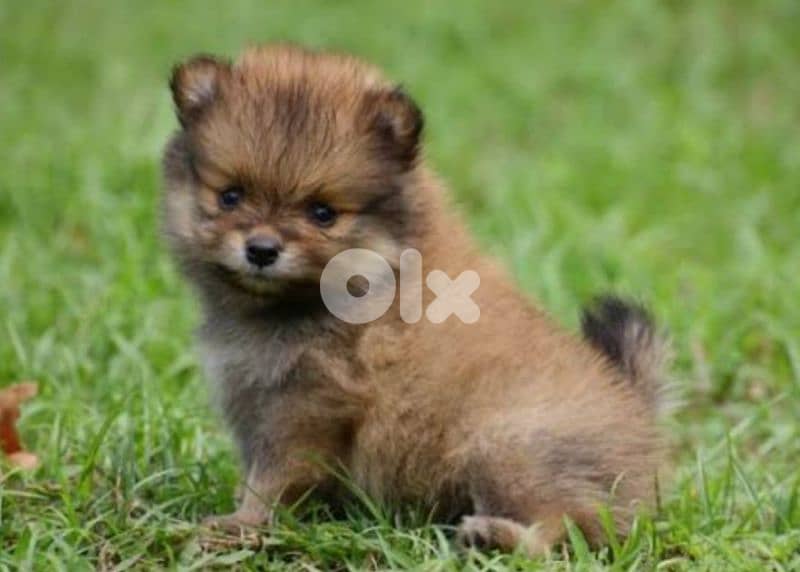 pomeranian teacup 1