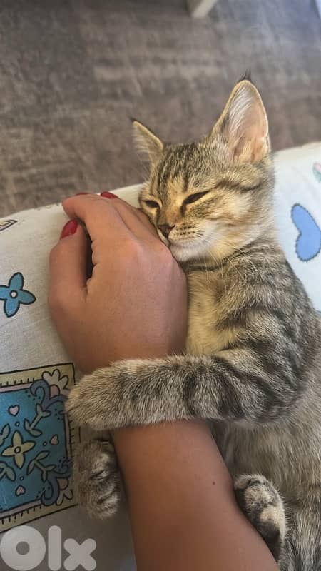 For Adoption 0