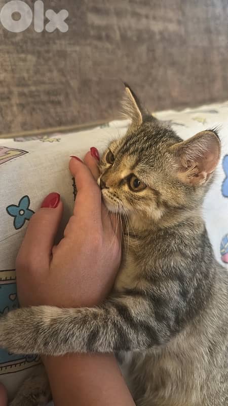 For Adoption 1