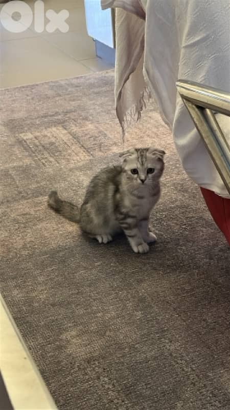 For Adoption 2