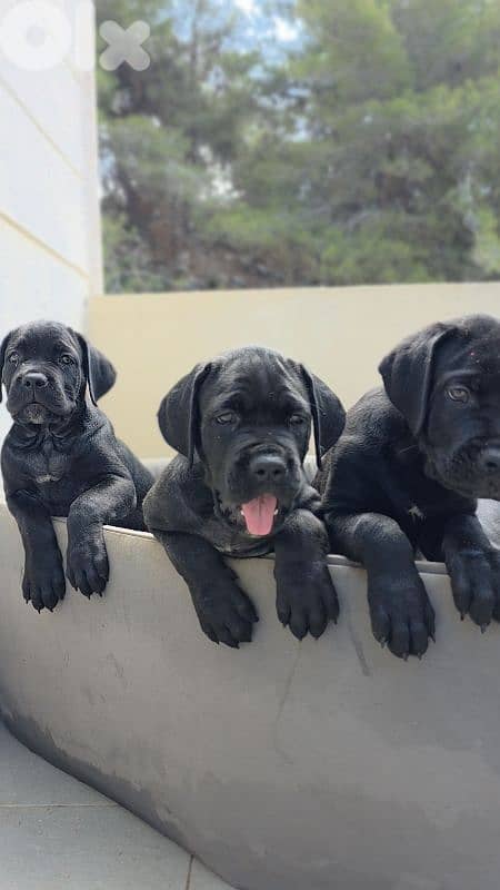 cane corso 0