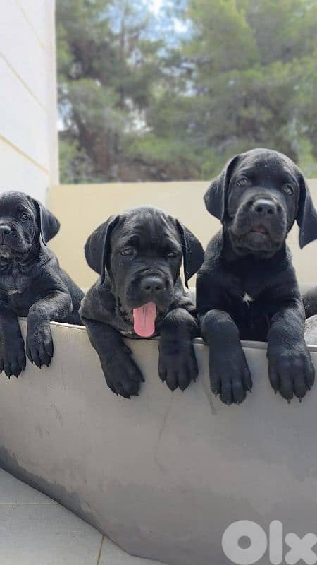 cane corso 1