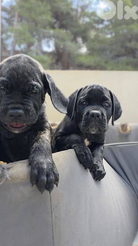 cane corso 3