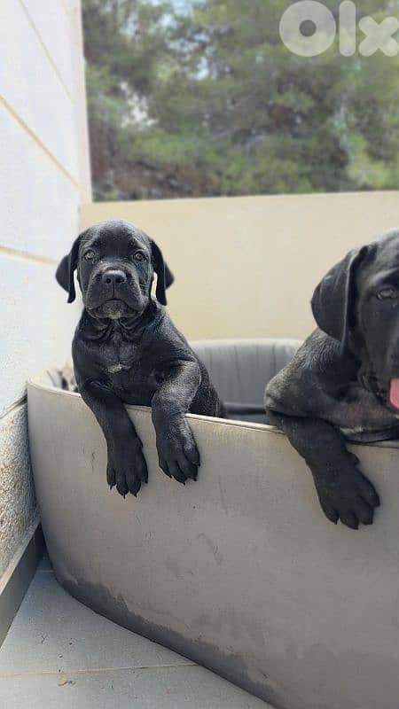 cane corso 4