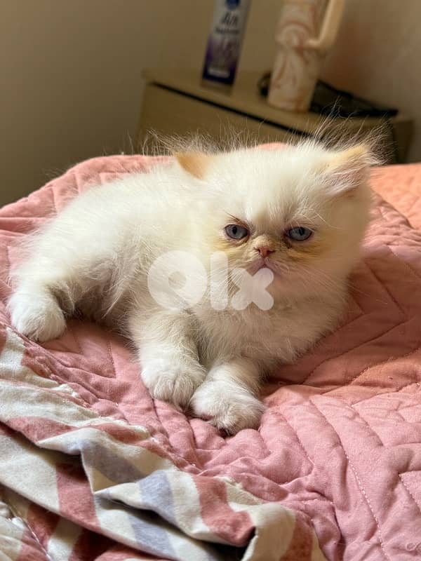 persian cat 1