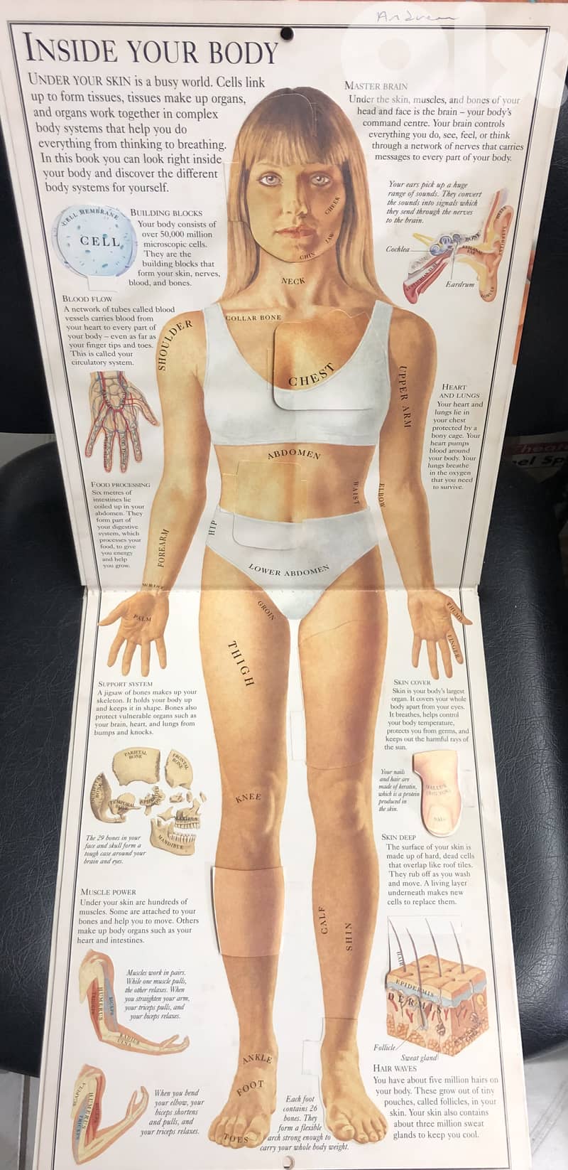 inside the body with hard cover 2