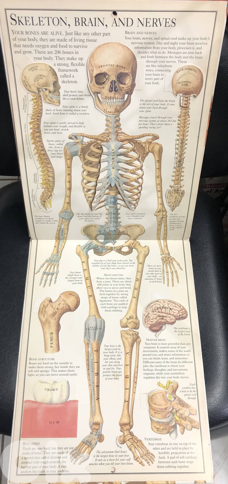 inside the body with hard cover 3