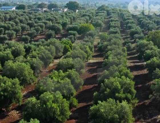 Investment Opportunity in Prime Kferhawra, zagharta  REF#ZY126073 1
