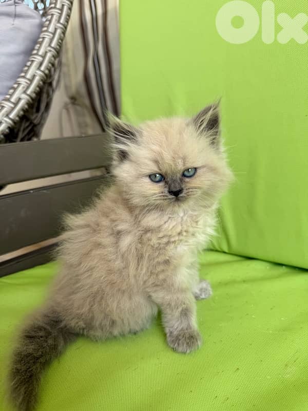 persian and himalayan cat 0