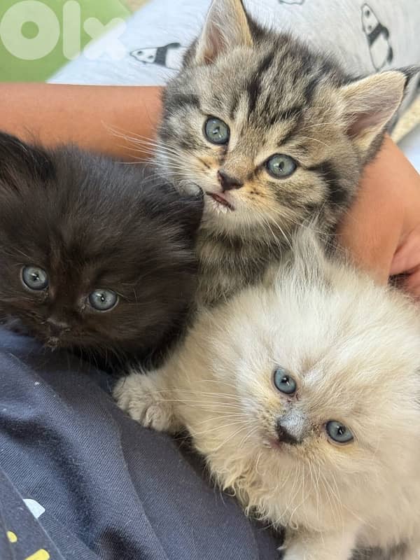 persian and himalayan cat 7
