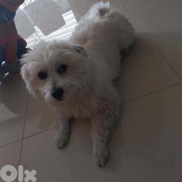 bichon Maltese dog 0