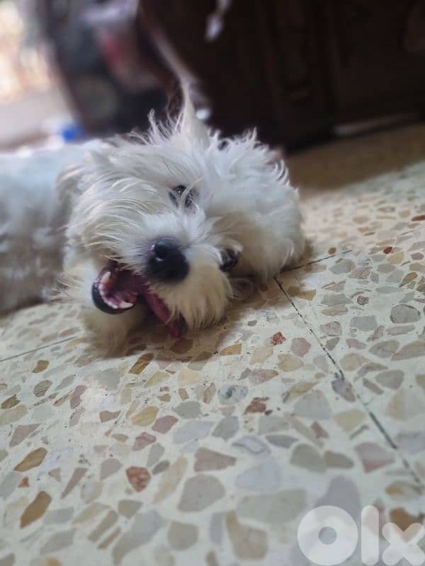 bichon 0
