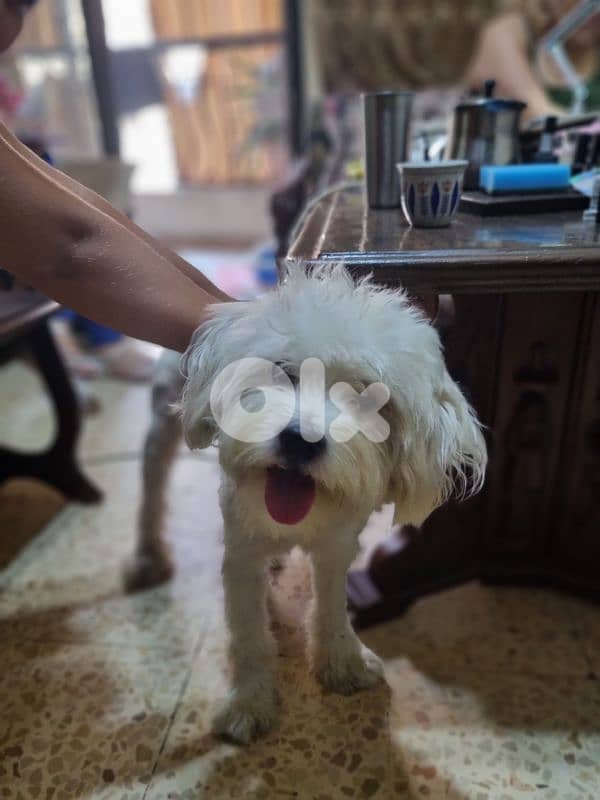 bichon 1