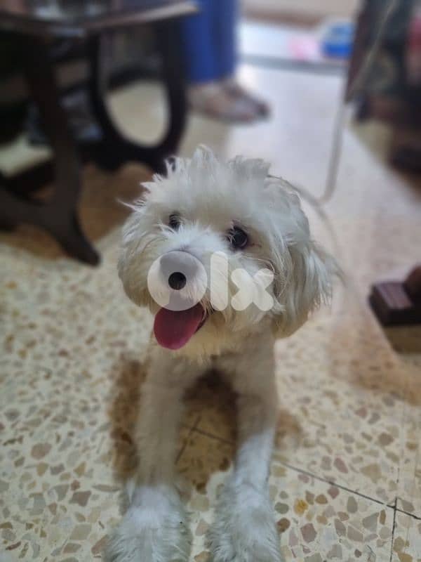bichon 2