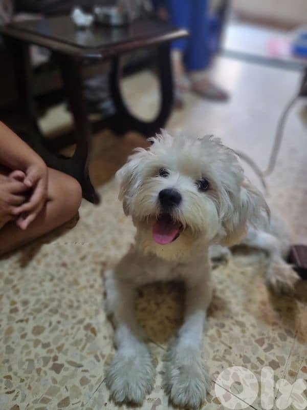 bichon 5