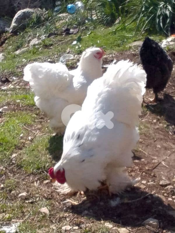 batloun chouf 78753200 0