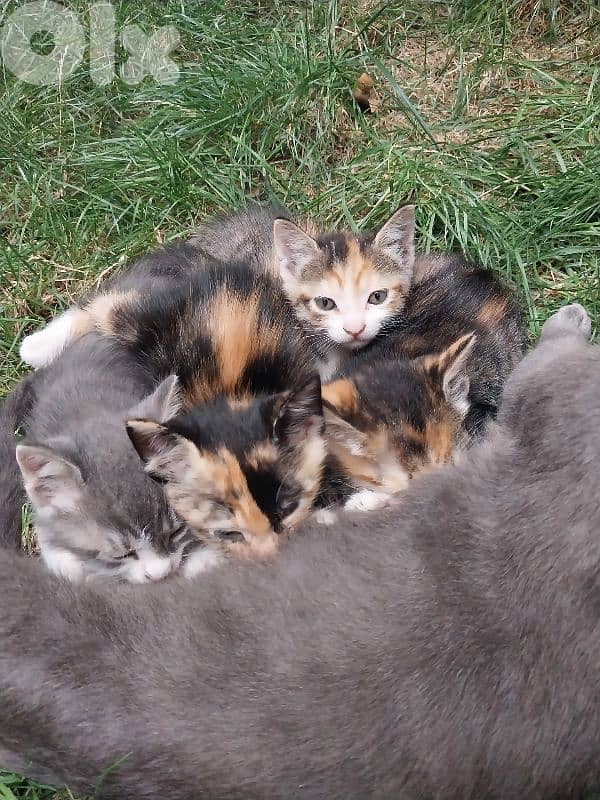 kitten for sale 0