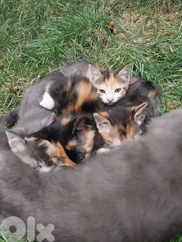 kitten for sale 2