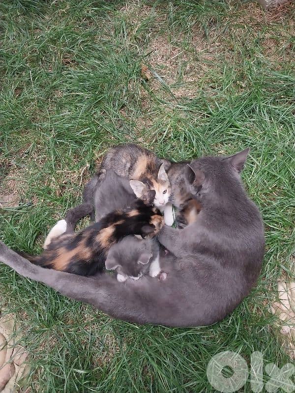 kitten for sale 3