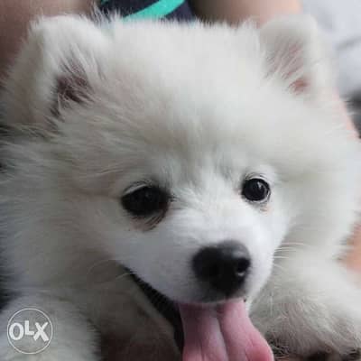 Pomeranian Spitz White puppy delivery
