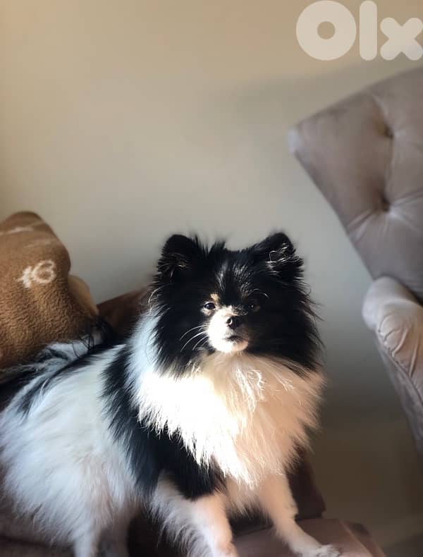 Pomeranian dog 0