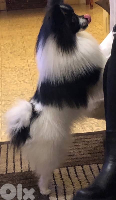 Pomeranian dog 1
