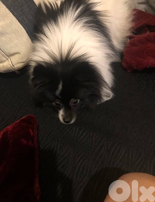 Pomeranian dog 3