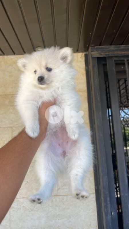 pom spitz 0