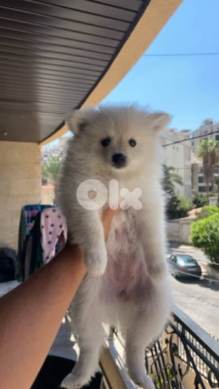 pom spitz 1