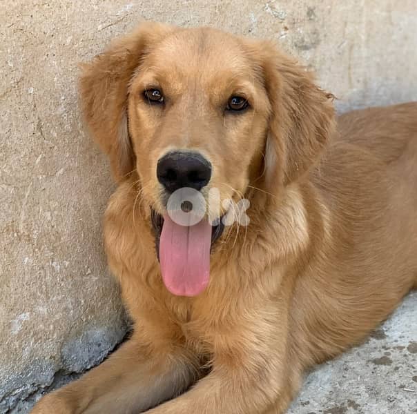 golden retreiver 0