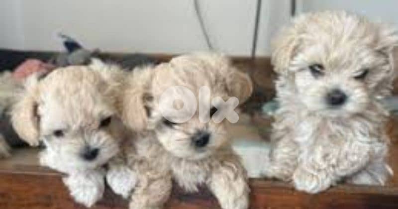 maltipoo 0