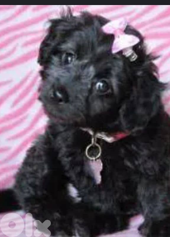 maltipoo 1