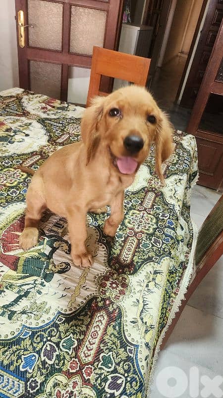 Golden Retriever Puppy for Sale 0