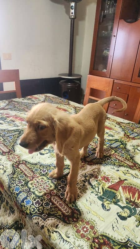Golden Retriever Puppy for Sale 1