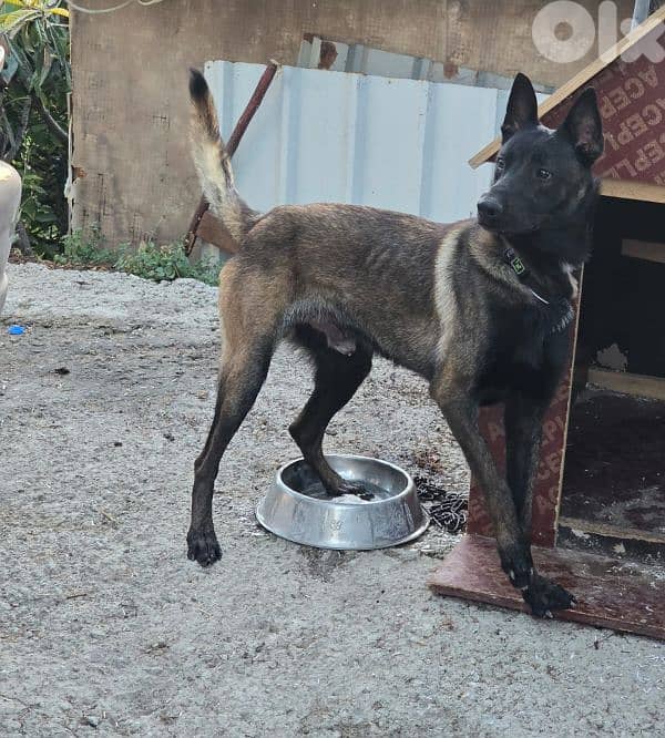 malinois puppies 2