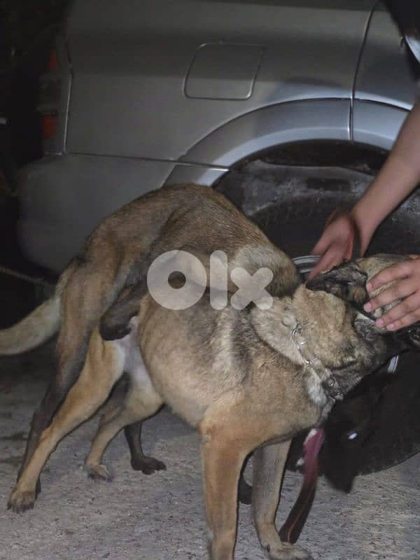 malinois puppies 6