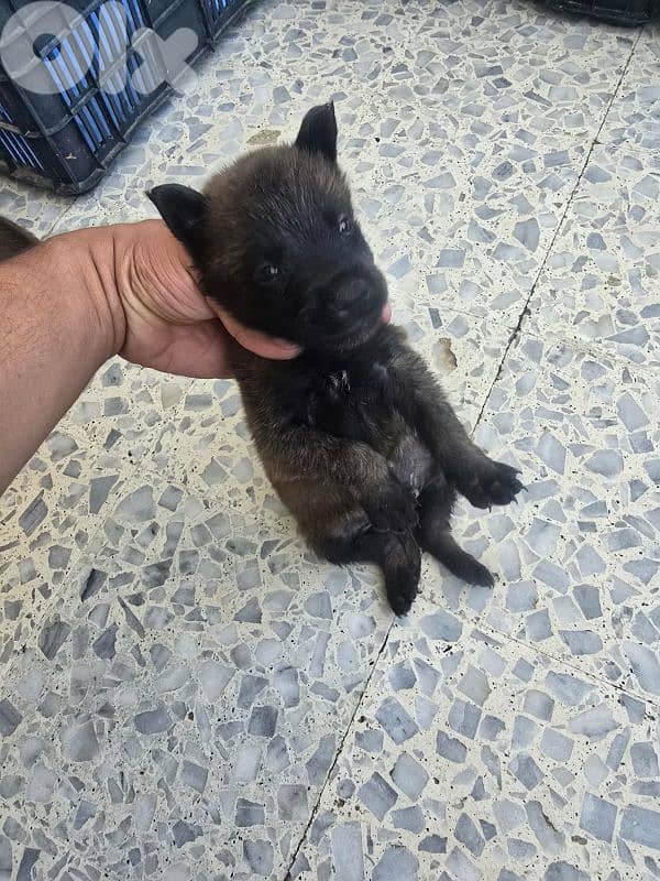 malinois puppies 7
