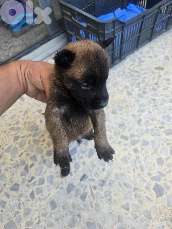 malinois puppies 8