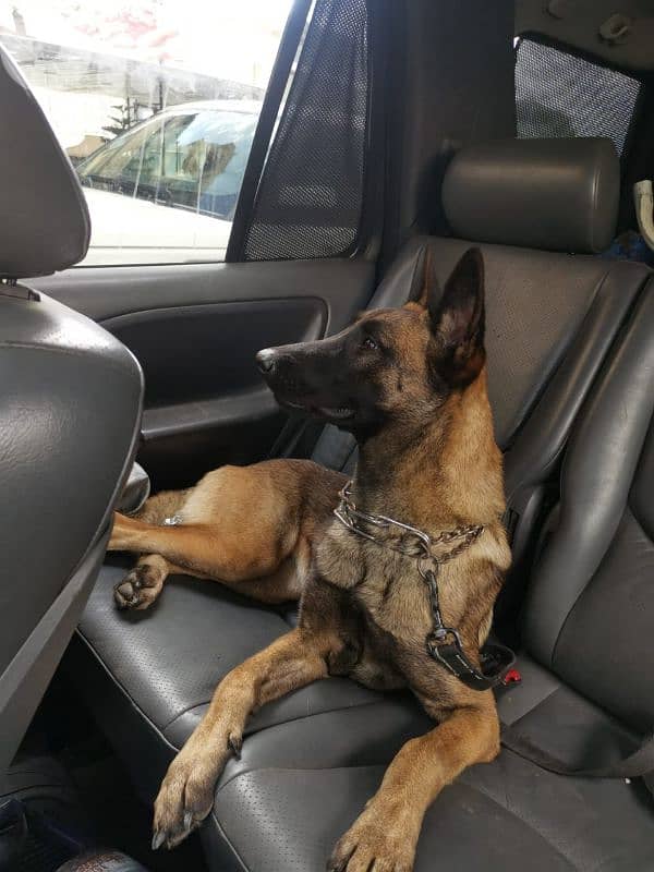 malinois puppies 9