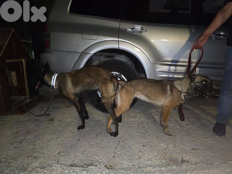 malinois puppies 11
