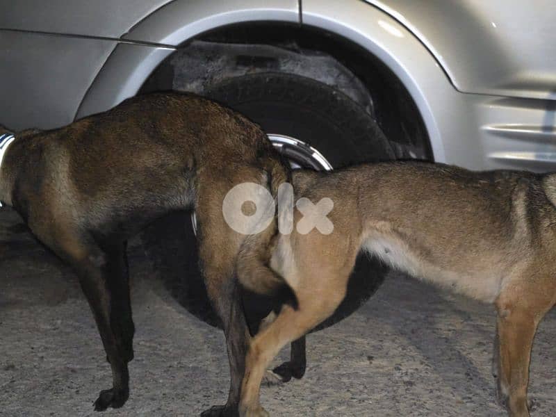 malinois puppies 13